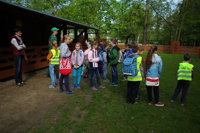 O szopie i innych zwierzętach (zdjęcia)