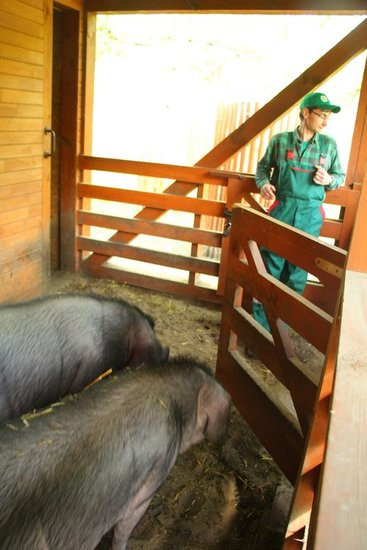 O szopie i innych zwierzętach (zdjęcia)