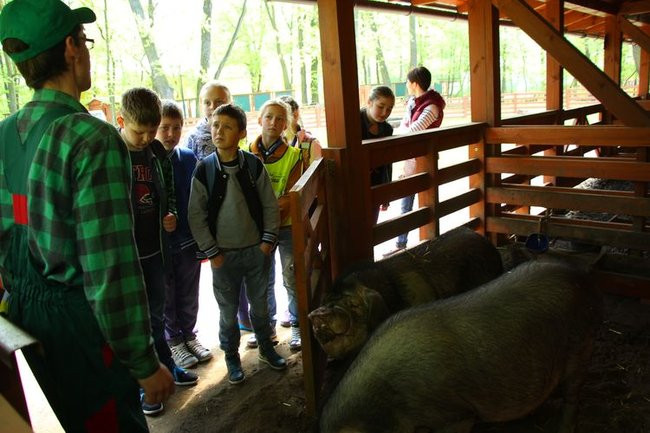 O szopie i innych zwierzętach (zdjęcia)