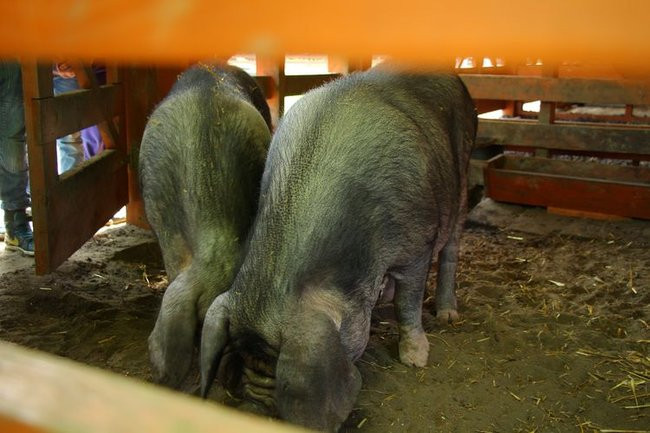 O szopie i innych zwierzętach (zdjęcia)