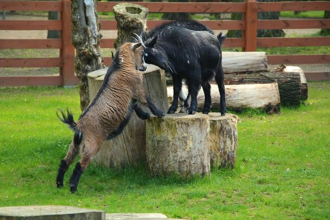 O szopie i innych zwierzętach (zdjęcia)