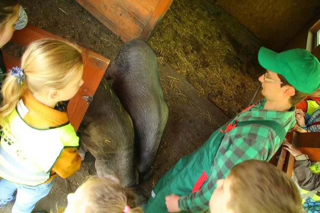 O szopie i innych zwierzętach (zdjęcia)