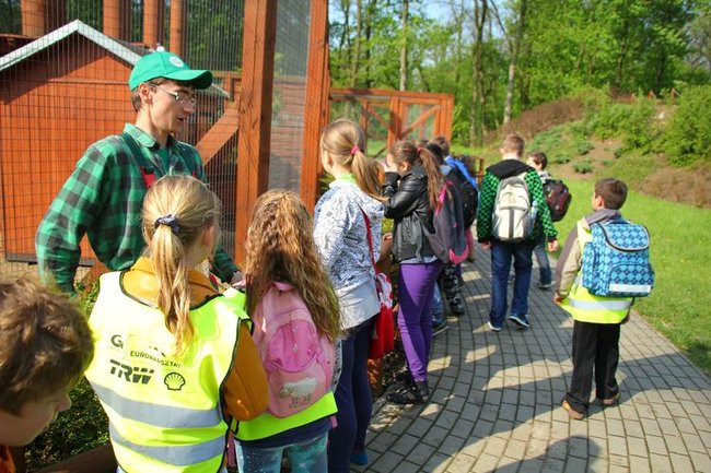 O szopie i innych zwierzętach (zdjęcia)