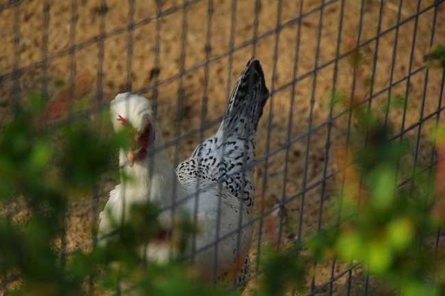 O szopie i innych zwierzętach (zdjęcia)