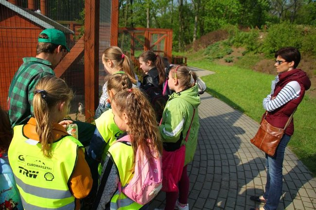 O szopie i innych zwierzętach (zdjęcia)