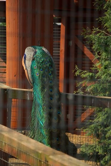 O szopie i innych zwierzętach (zdjęcia)