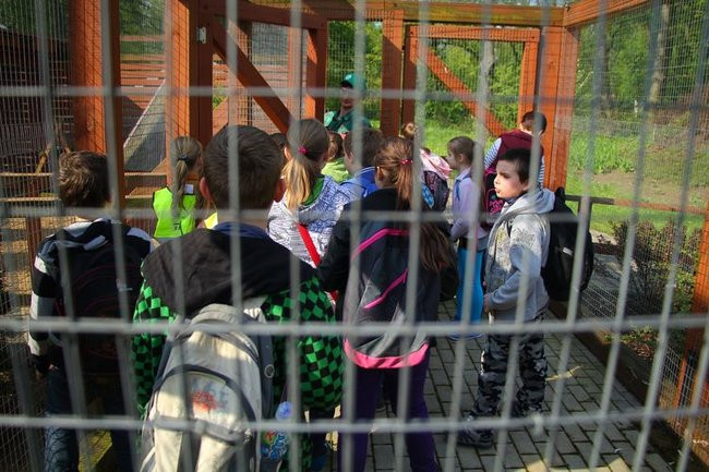 O szopie i innych zwierzętach (zdjęcia)