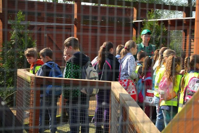 O szopie i innych zwierzętach (zdjęcia)