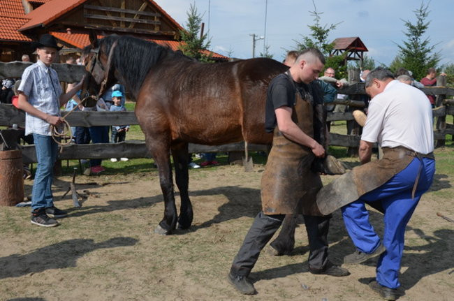 W harmonii z końmi (zdjęcia)