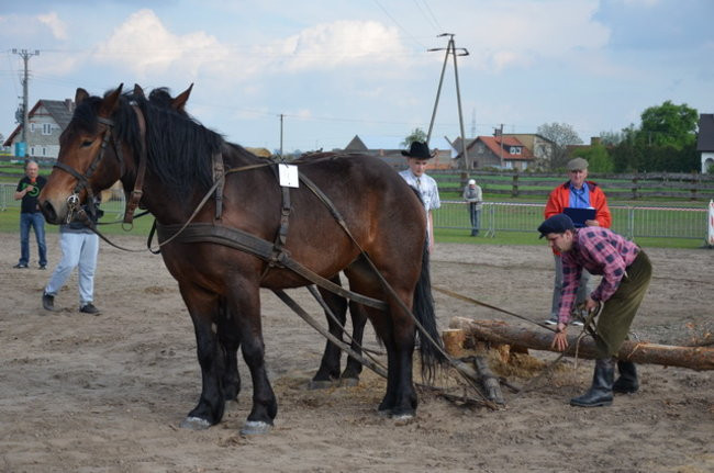 W harmonii z końmi (zdjęcia)