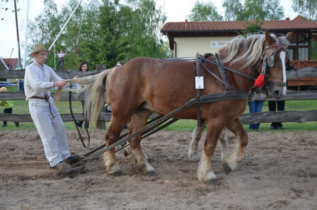 W harmonii z końmi (zdjęcia)
