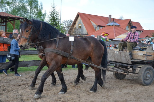 W harmonii z końmi (zdjęcia)