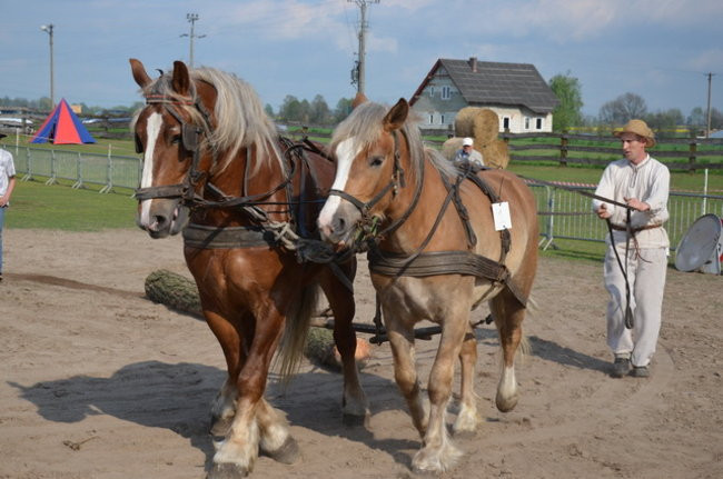 W harmonii z końmi (zdjęcia)