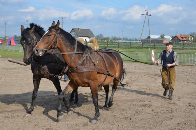 W harmonii z końmi (zdjęcia)