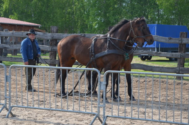 W harmonii z końmi (zdjęcia)