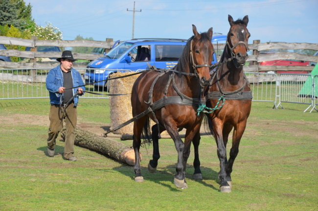 W harmonii z końmi (zdjęcia)