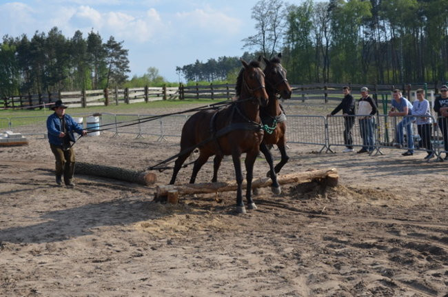 W harmonii z końmi (zdjęcia)