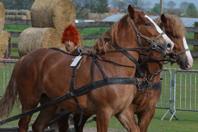 W harmonii z końmi (zdjęcia)