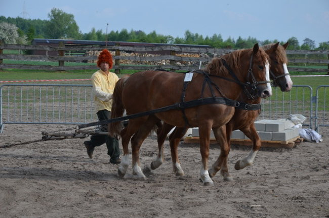 W harmonii z końmi (zdjęcia)