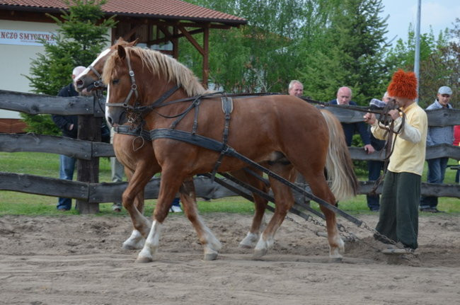 W harmonii z końmi (zdjęcia)