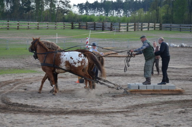W harmonii z końmi (zdjęcia)