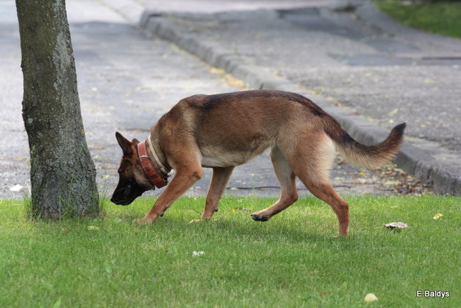 Bomby na Dekana nie znaleziono (wideo i zdjęcia)