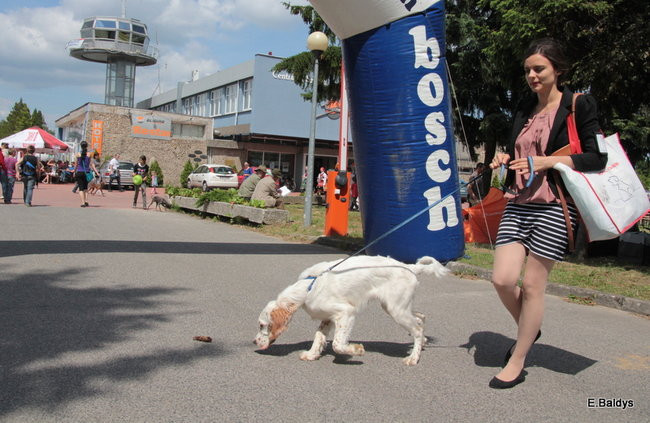 Setki czworonogów w Lesznie (zdjęcia)
