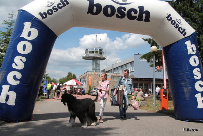 Setki czworonogów w Lesznie (zdjęcia)