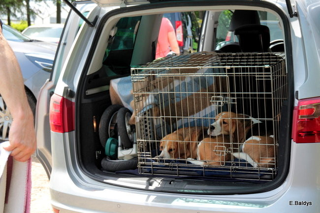 Setki czworonogów w Lesznie (zdjęcia)