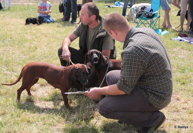 Setki czworonogów w Lesznie (zdjęcia)