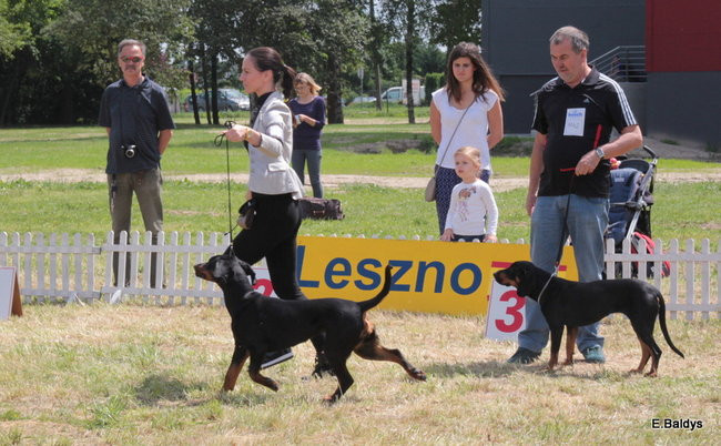 Setki czworonogów w Lesznie (zdjęcia)