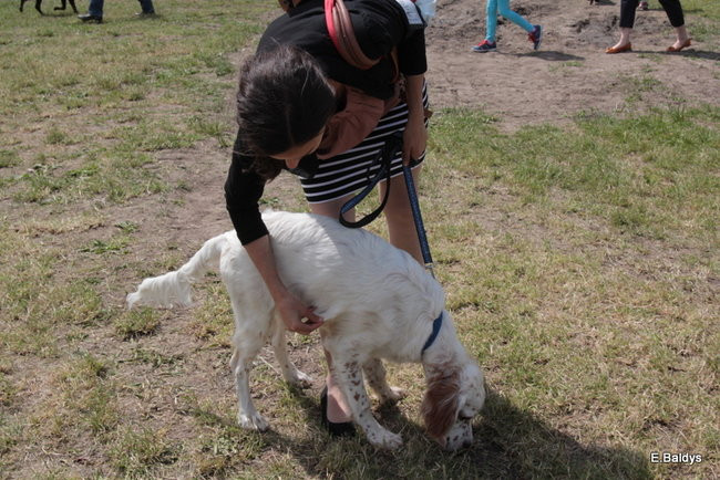 Setki czworonogów w Lesznie (zdjęcia)