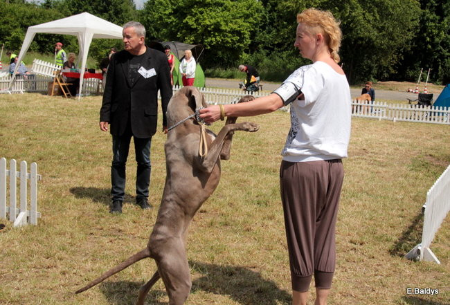 Setki czworonogów w Lesznie (zdjęcia)