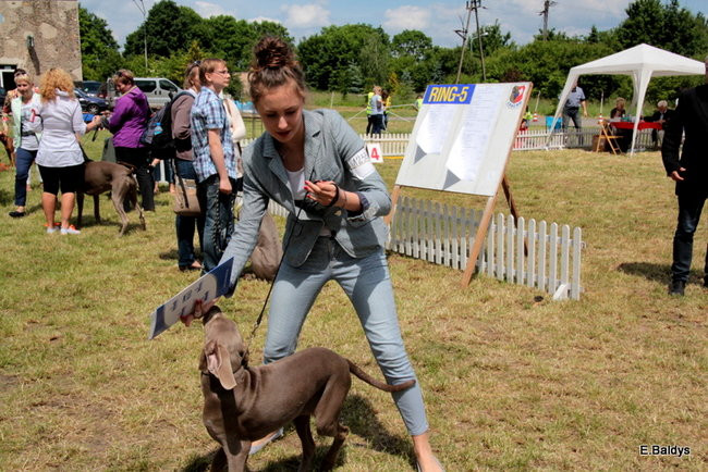 Setki czworonogów w Lesznie (zdjęcia)