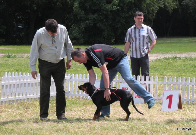 Setki czworonogów w Lesznie (zdjęcia)