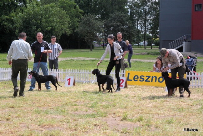 Setki czworonogów w Lesznie (zdjęcia)