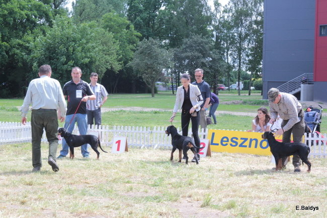 Setki czworonogów w Lesznie (zdjęcia)