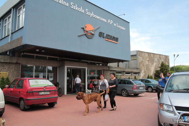 Setki czworonogów w Lesznie (zdjęcia)