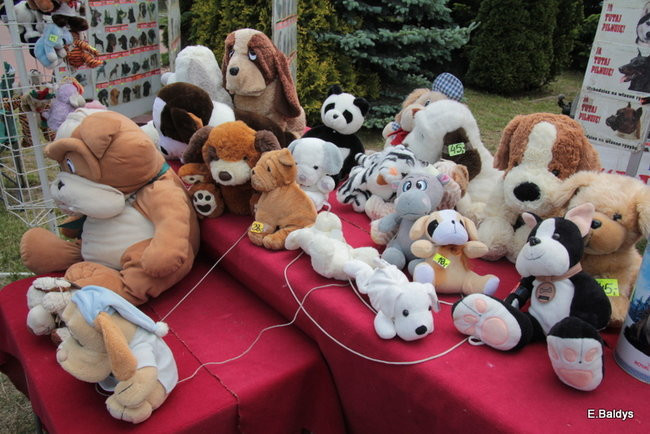 Setki czworonogów w Lesznie (zdjęcia)