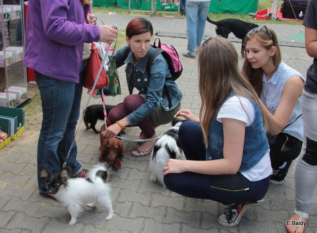 Setki czworonogów w Lesznie (zdjęcia)
