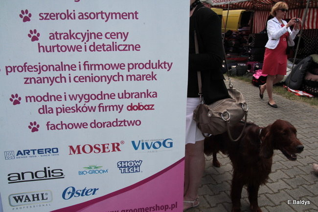 Setki czworonogów w Lesznie (zdjęcia)