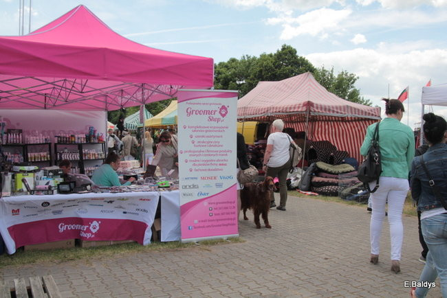 Setki czworonogów w Lesznie (zdjęcia)