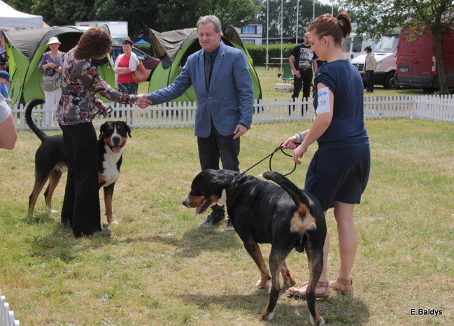 Setki czworonogów w Lesznie (zdjęcia)