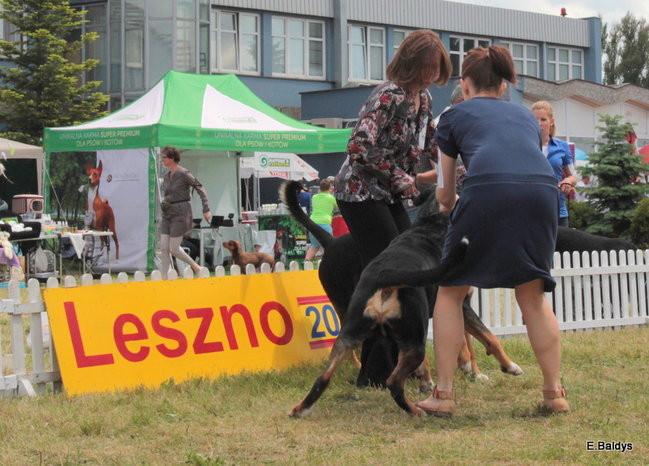 Setki czworonogów w Lesznie (zdjęcia)
