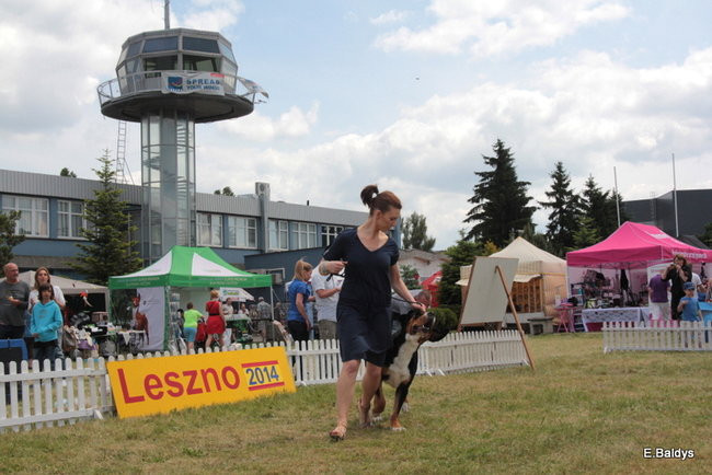 Setki czworonogów w Lesznie (zdjęcia)