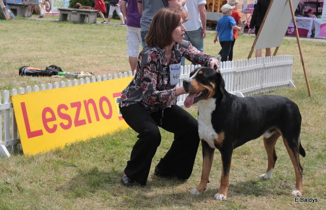 Setki czworonogów w Lesznie (zdjęcia)