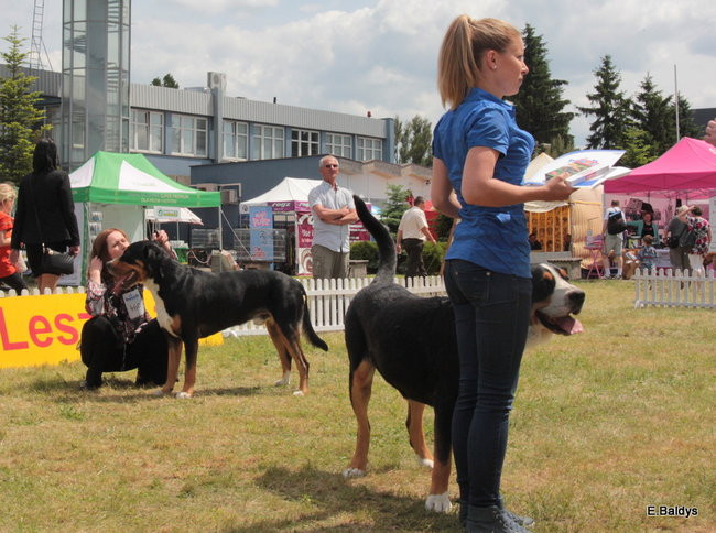 Setki czworonogów w Lesznie (zdjęcia)