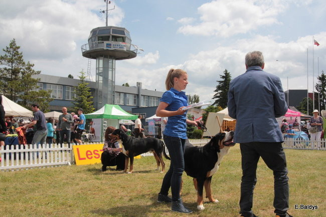 Setki czworonogów w Lesznie (zdjęcia)