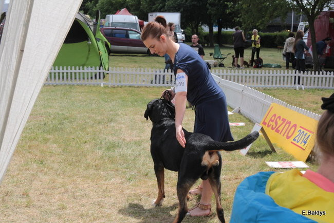 Setki czworonogów w Lesznie (zdjęcia)