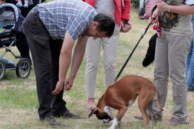 Setki czworonogów w Lesznie (zdjęcia)
